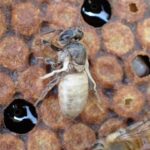 abeille malade de varroa