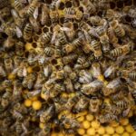 abeilles sur une cire gaufrée et couvain de mâles
