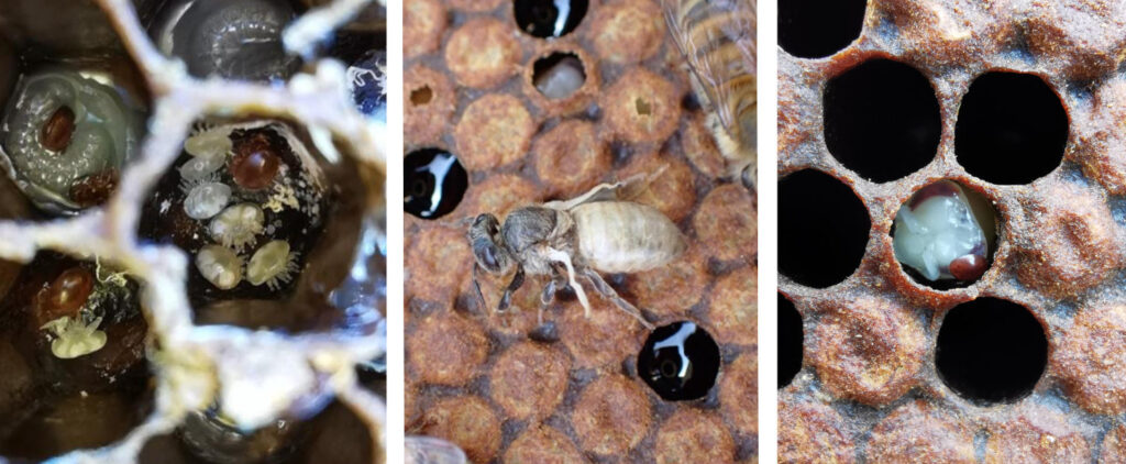 varroa arista bee research